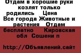 Отдам в хорошие руки козлят.только родились. › Цена ­ 20 - Все города Животные и растения » Отдам бесплатно   . Кировская обл.,Сошени п.